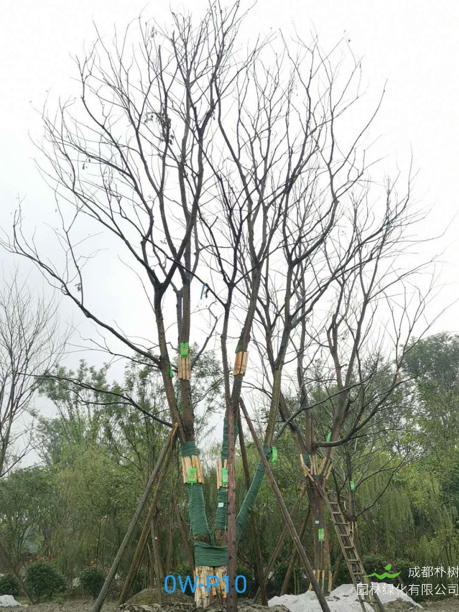 双流52-55公分朴树价格怎么样？