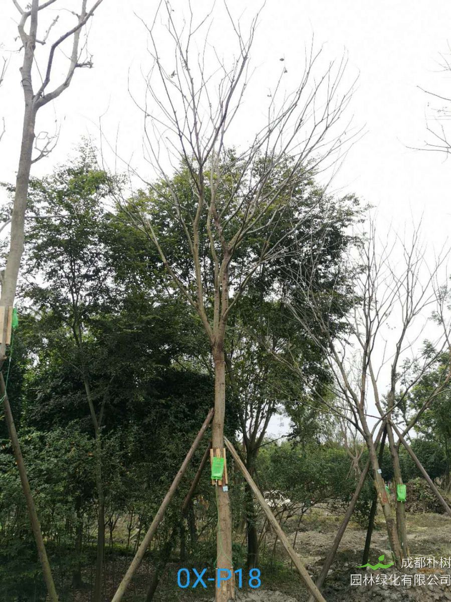 成都市朴树苗圃栽植基地【直销更多规格】20公分朴树在线订购