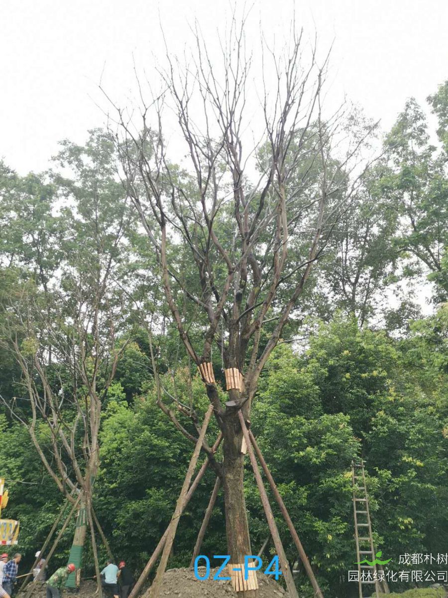 双流52-55公分朴树价格怎么样？