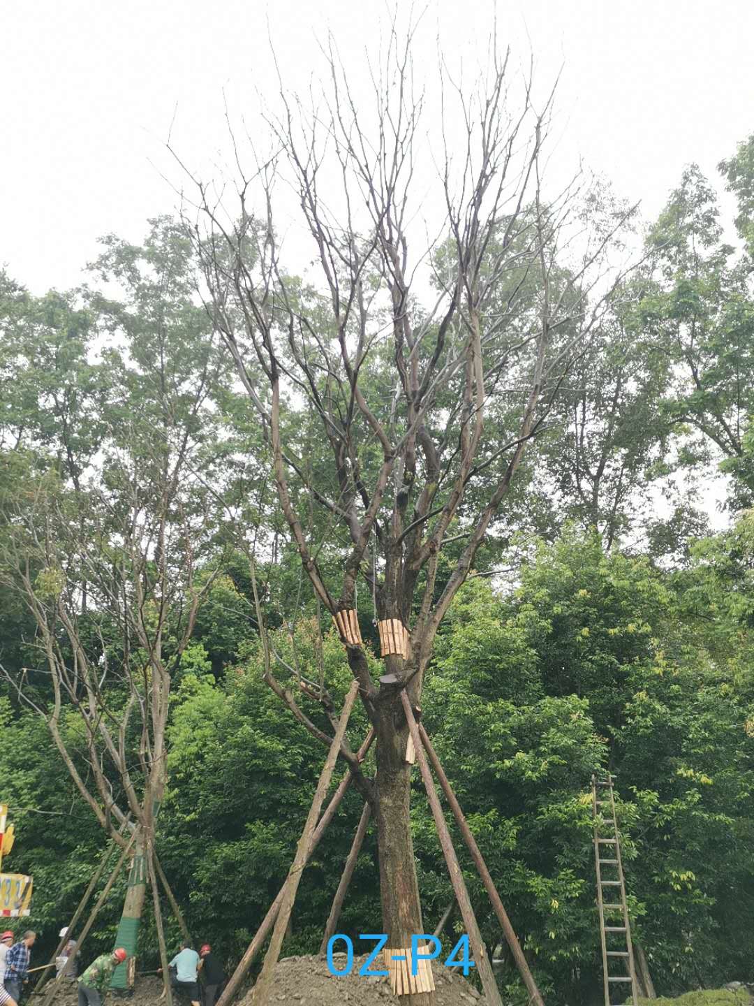 双流52-55公分朴树价格怎么样？