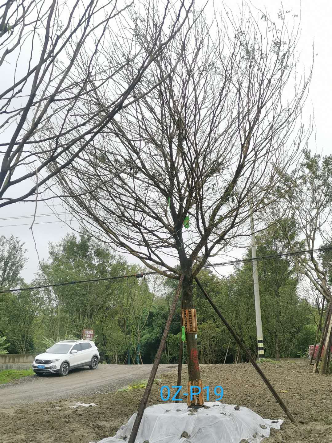 皂角树怎么样？