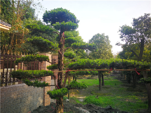 罗汉松怎么样？