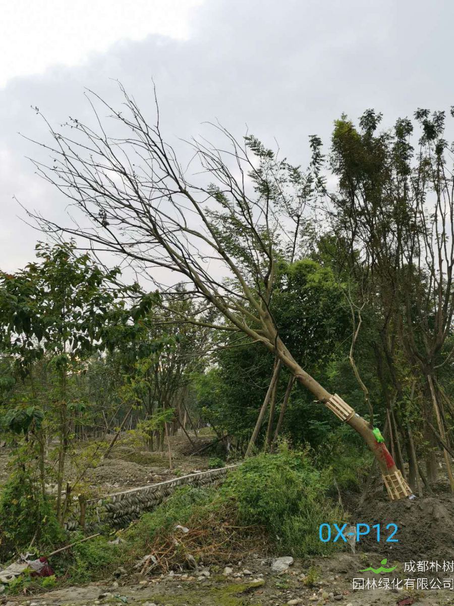 2020年26-35公分斜飘朴树价格趋势