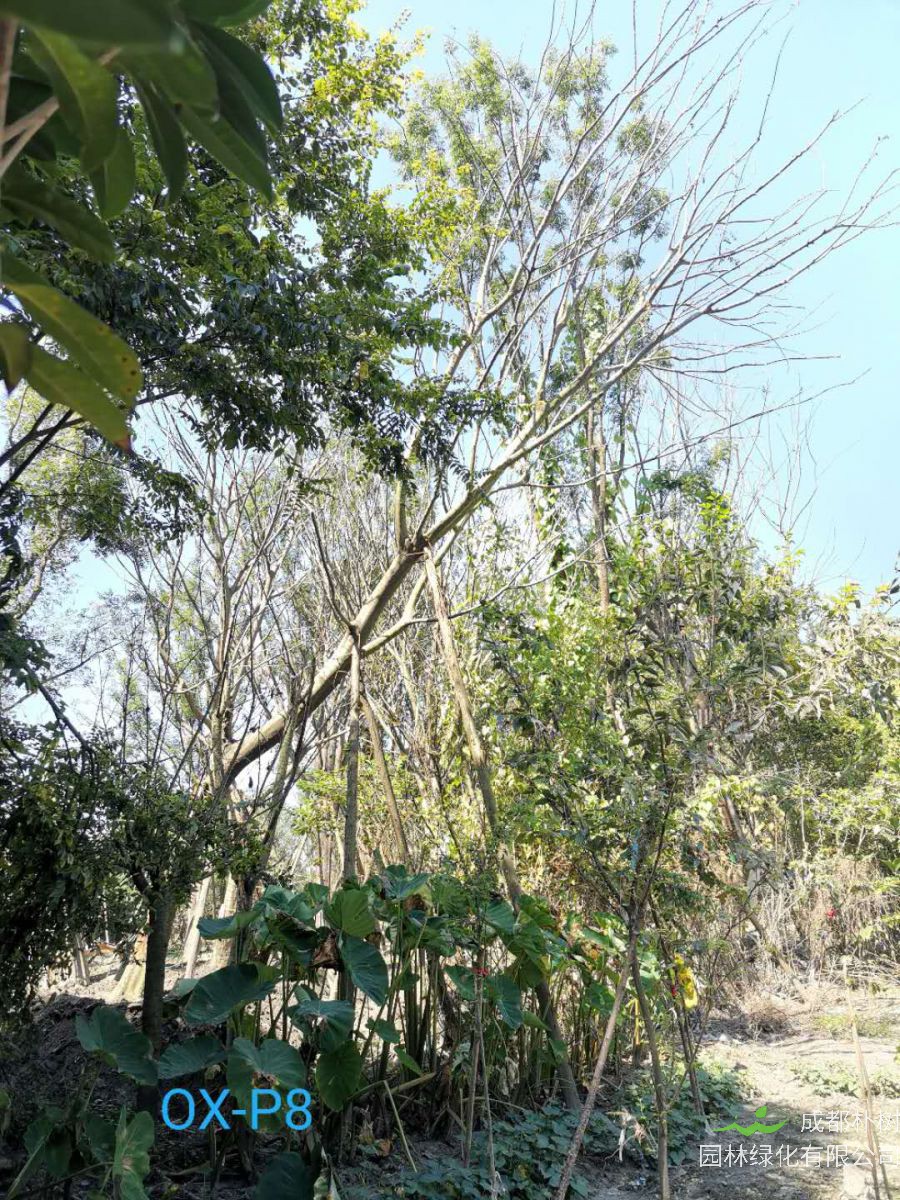 2020年26-35公分斜飘朴树价格趋势