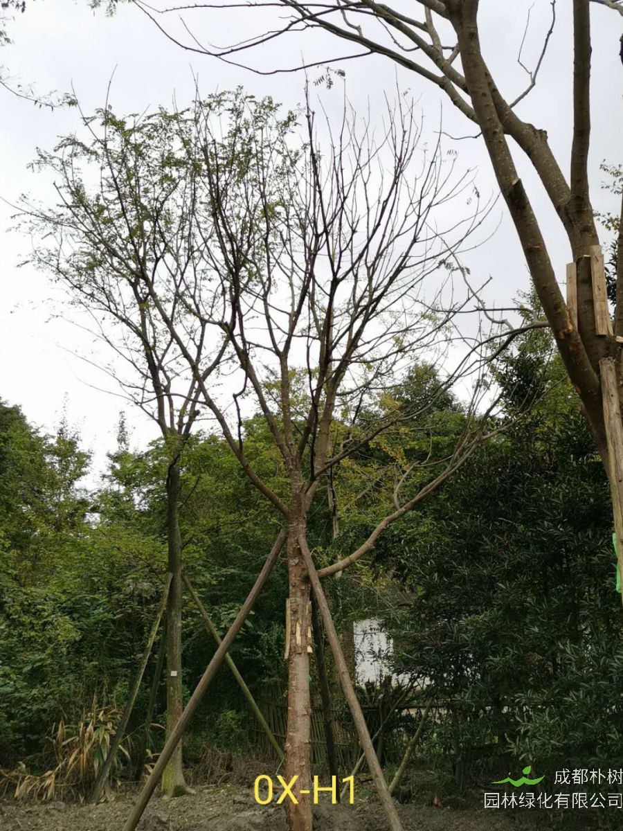 2020年四川-成都市23公分精品黄连木-价格趋势-品质上乘