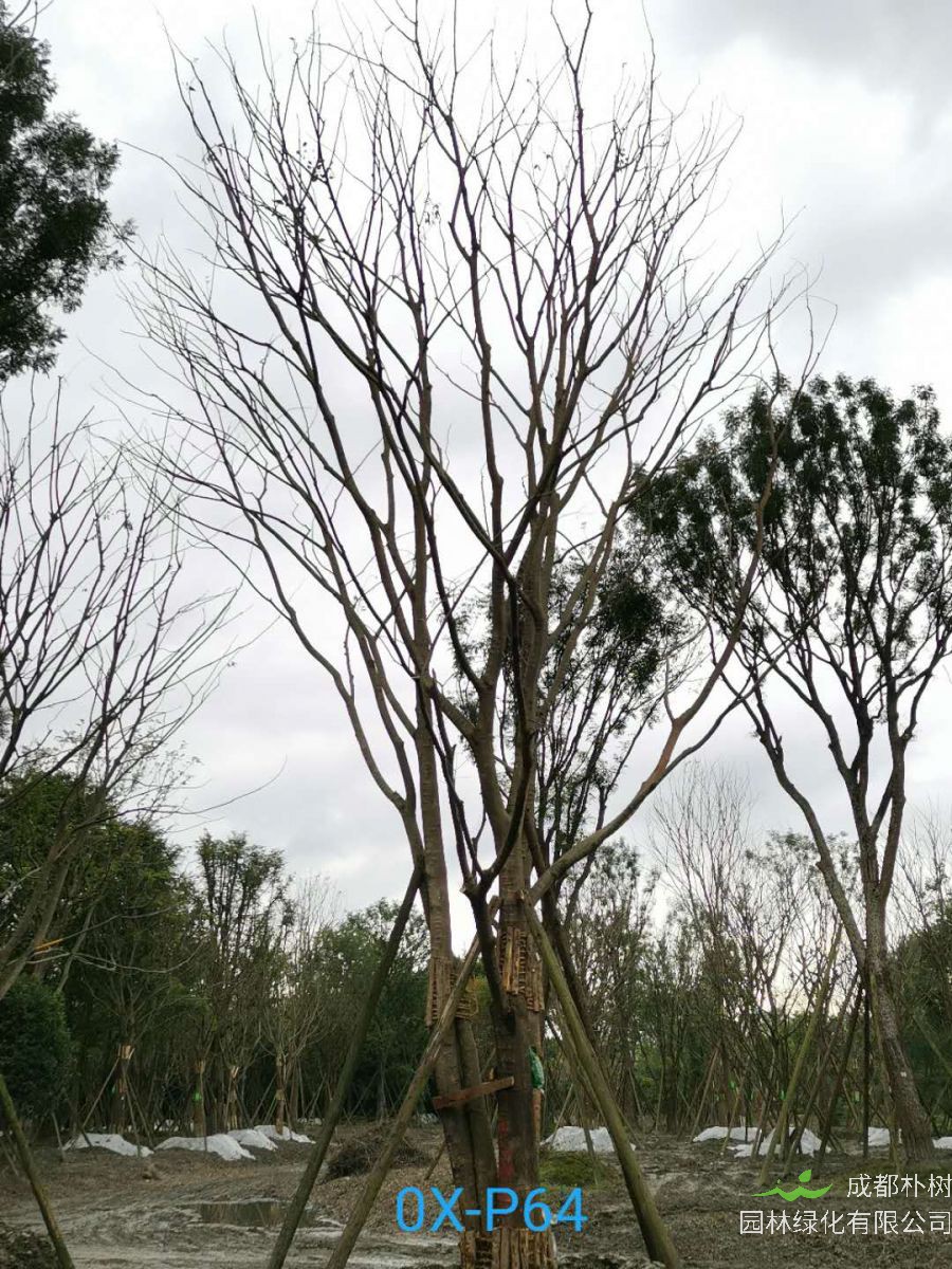 四川省84公分丛生朴树价格-品质上乘-自产自销