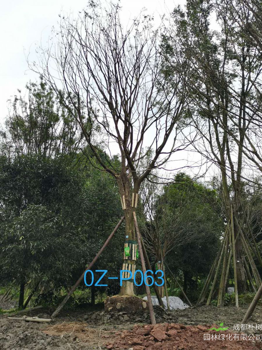 2020年33-34公分皂角树价格趋势是怎么样的？