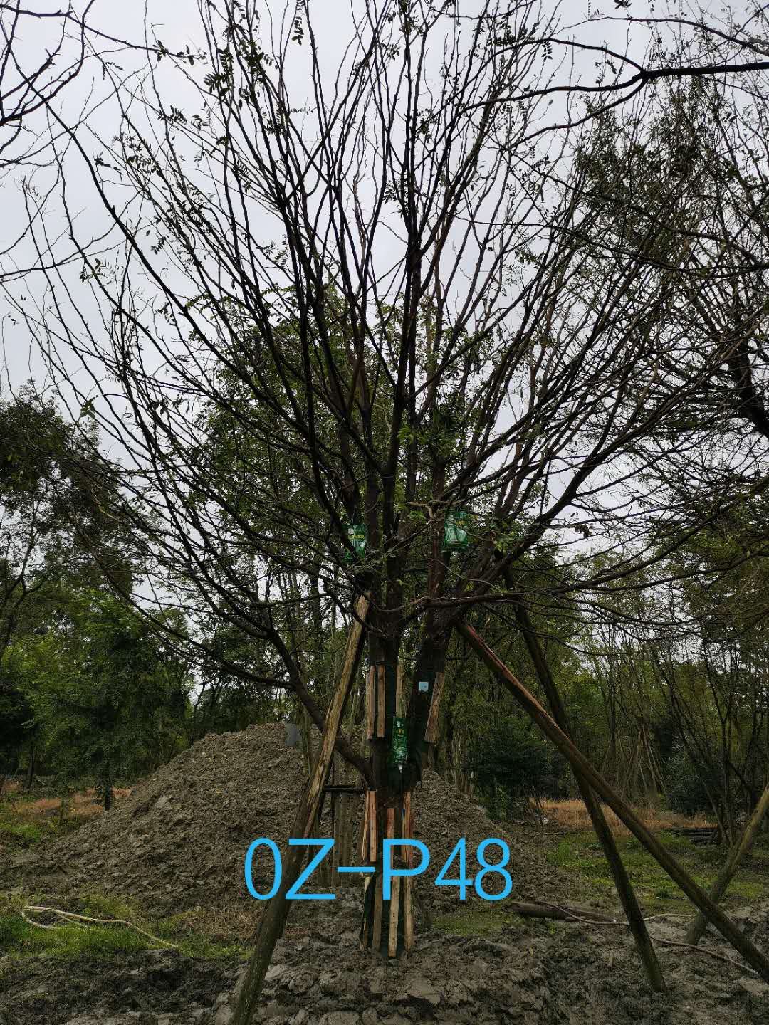 2020年33-34公分皂角树价格趋势是怎么样的？