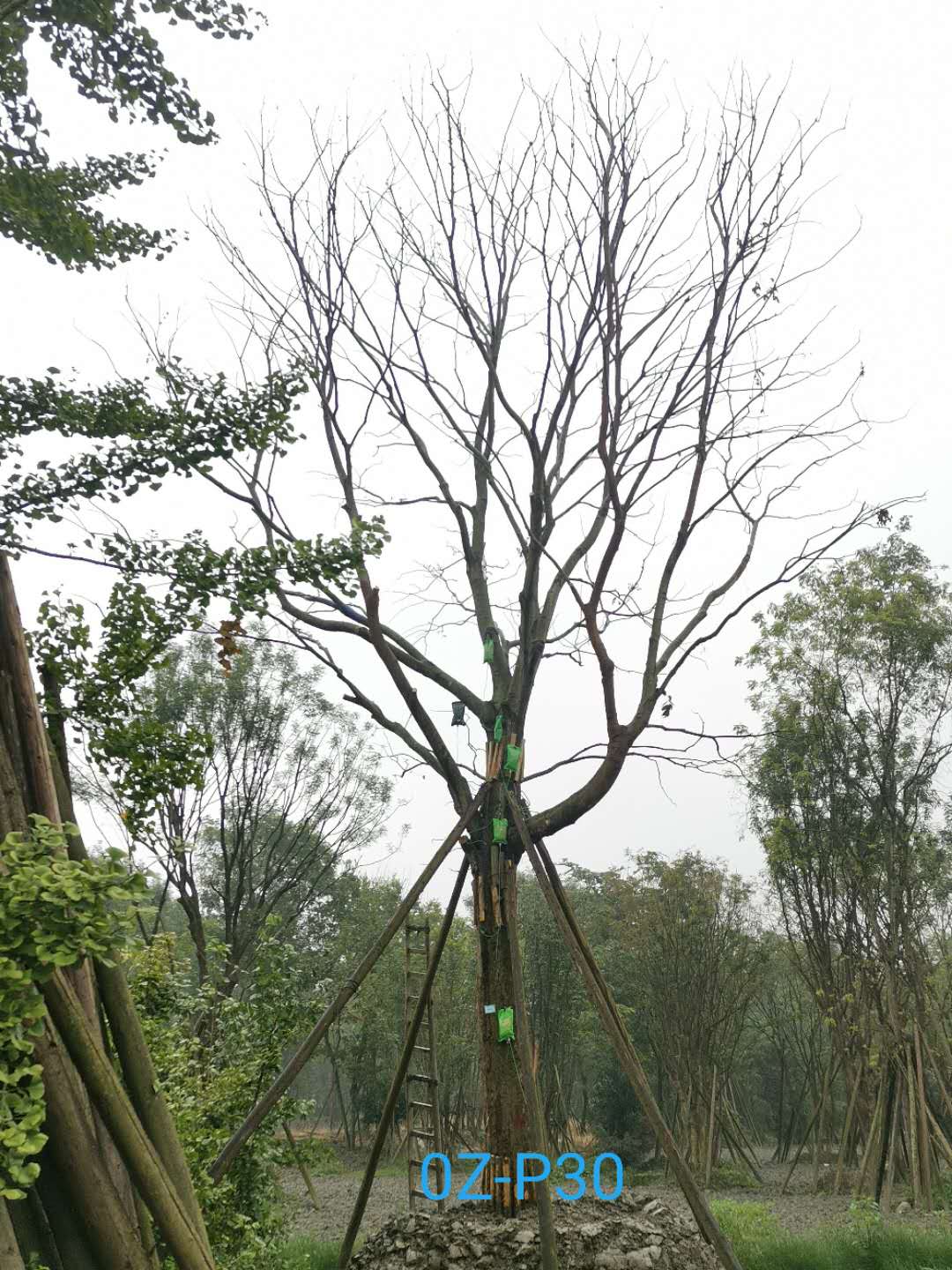 2020年四川省-成都市-温江49-50公分朴树价格趋势