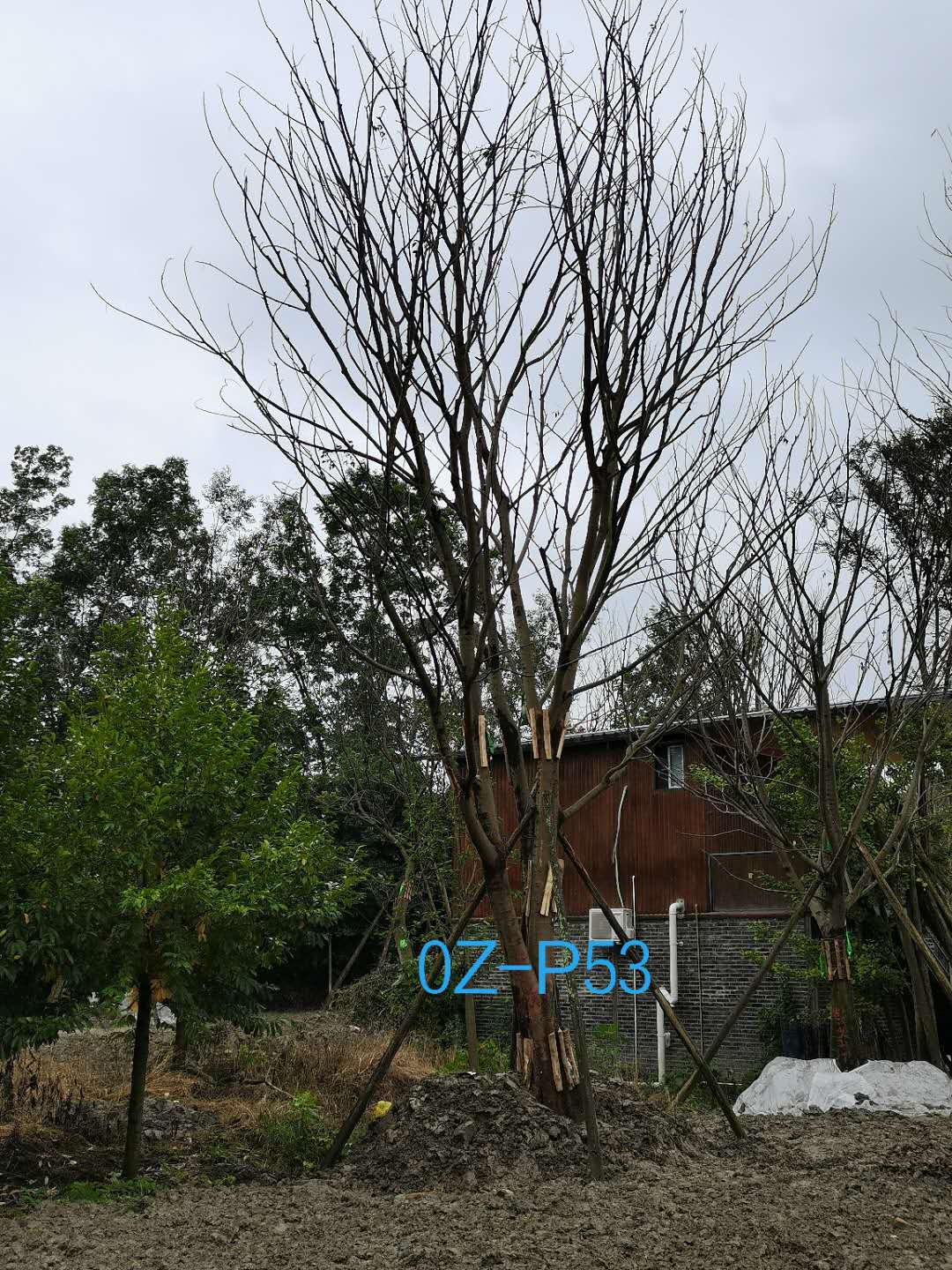 68公分丛生朴树价格趋势-价格详情