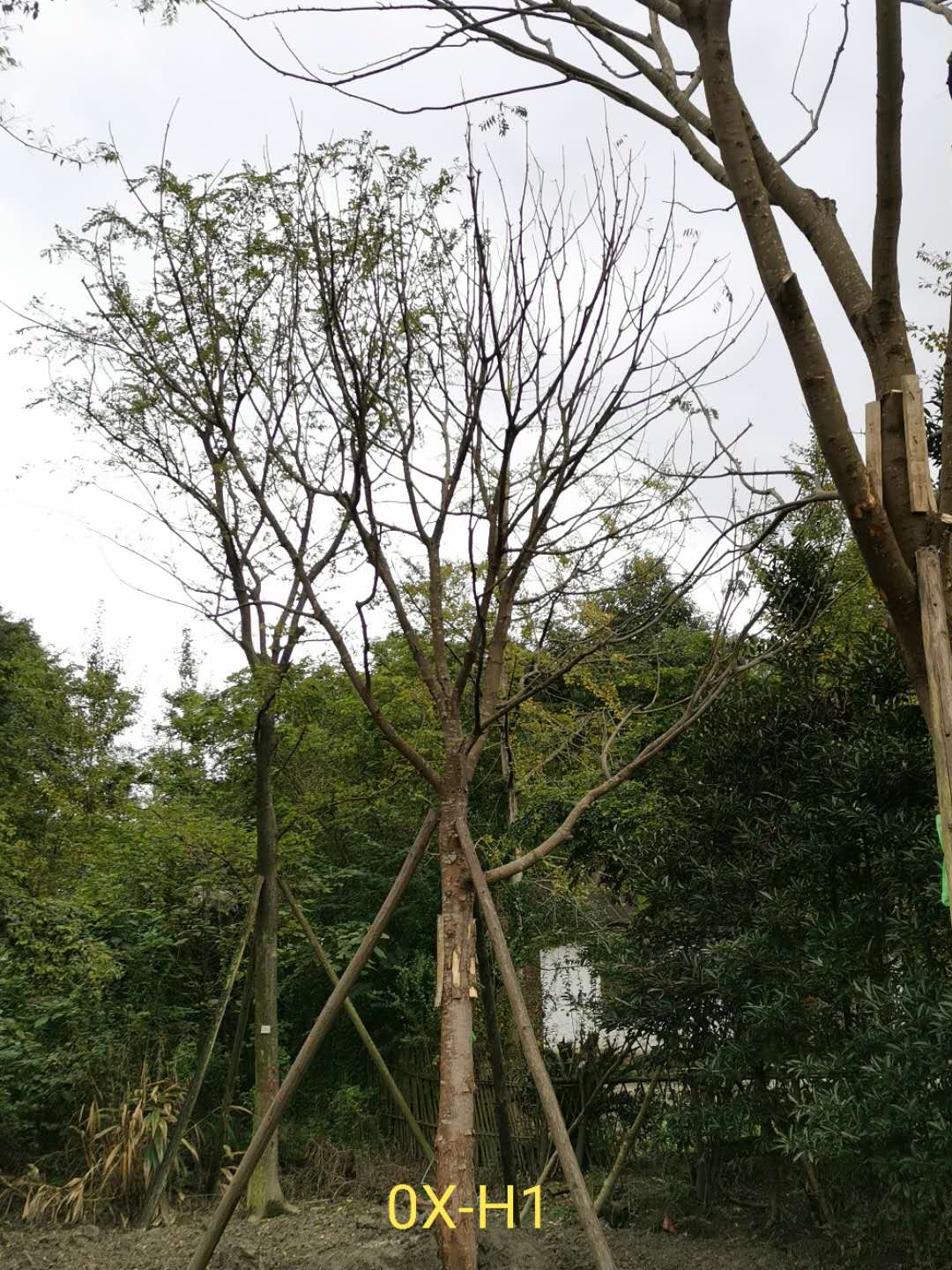 2020年四川-成都市23公分精品黄连木-价格趋势-品质上乘