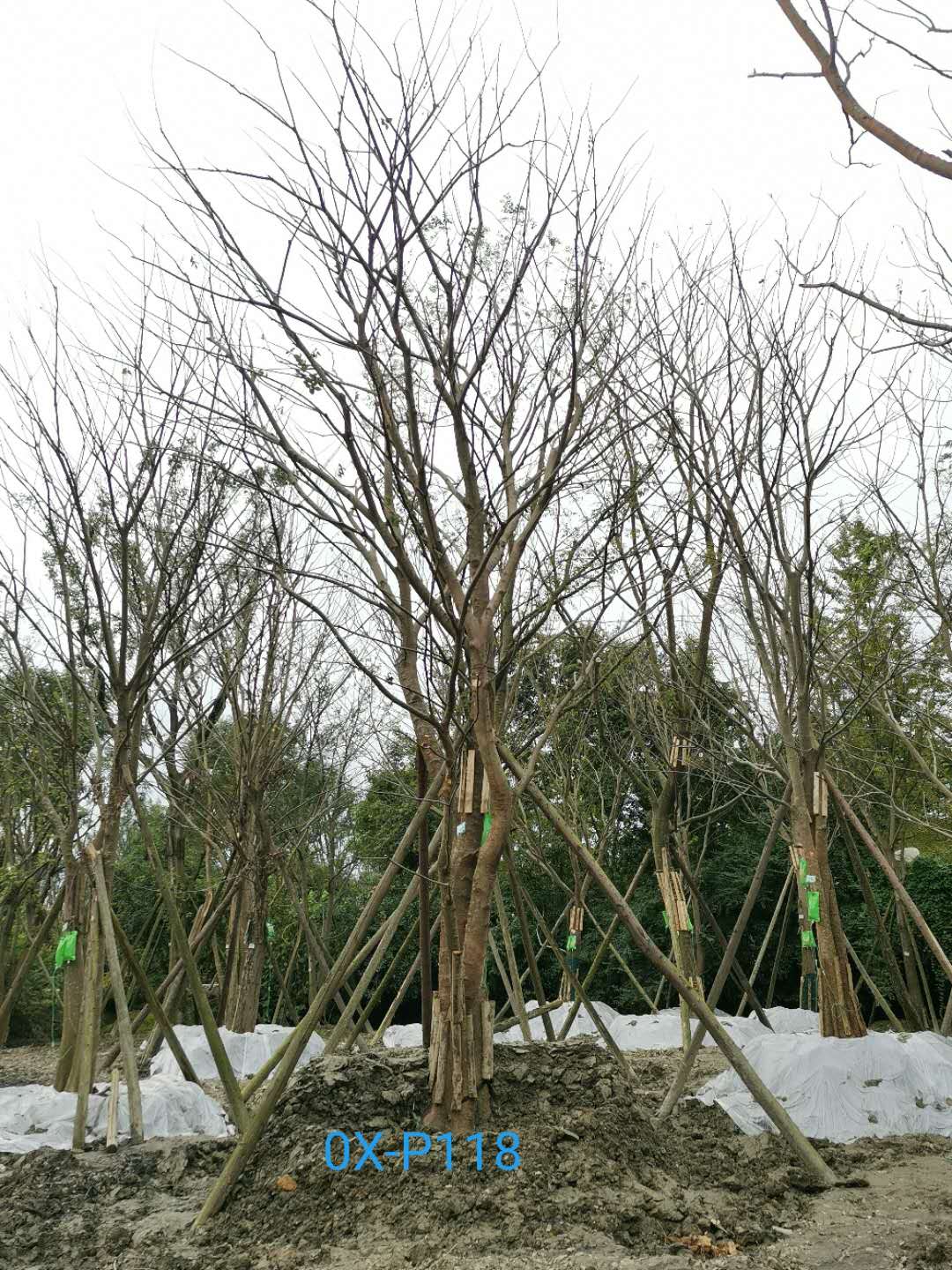 成都市64公分丛生朴树品质上乘-价格详情