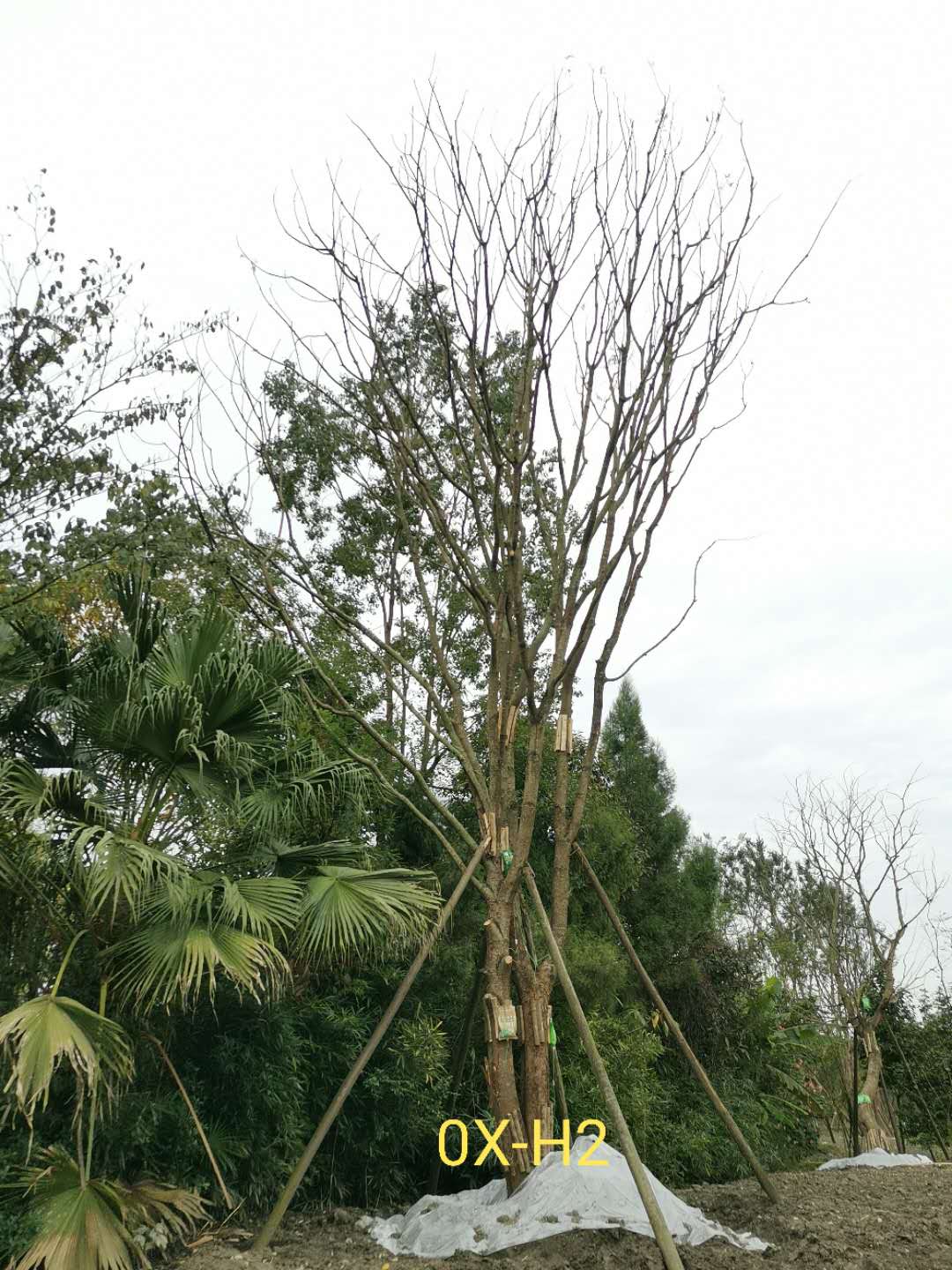 43公分黄连木价格如何？