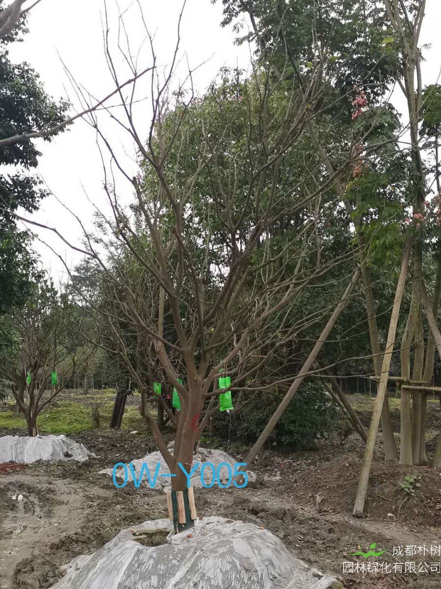 成都市2020年15-16公分柚子树价格详情