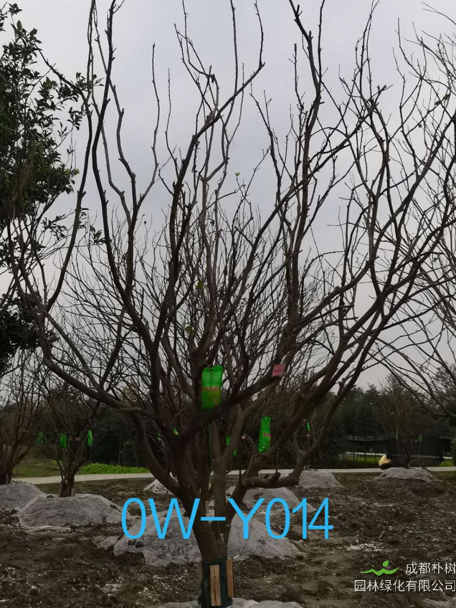 成都市2020年15-16公分柚子树价格详情