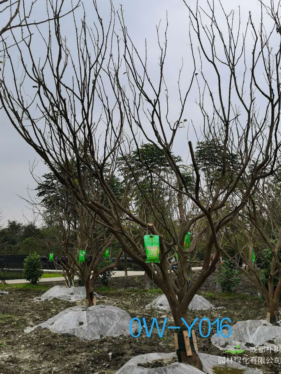 成都市2020年15-16公分柚子树价格详情