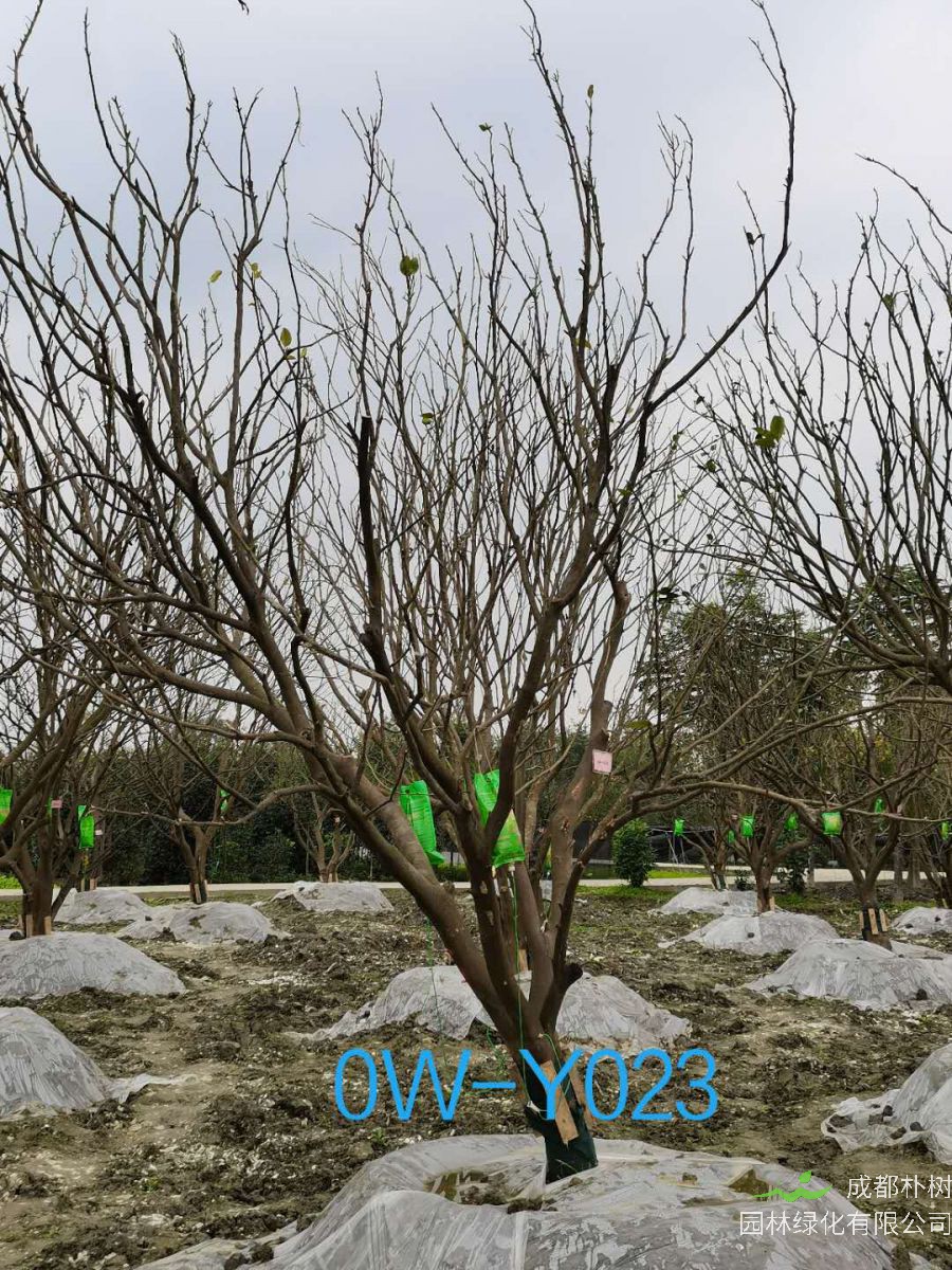 成都市2020年15-16公分柚子树价格详情