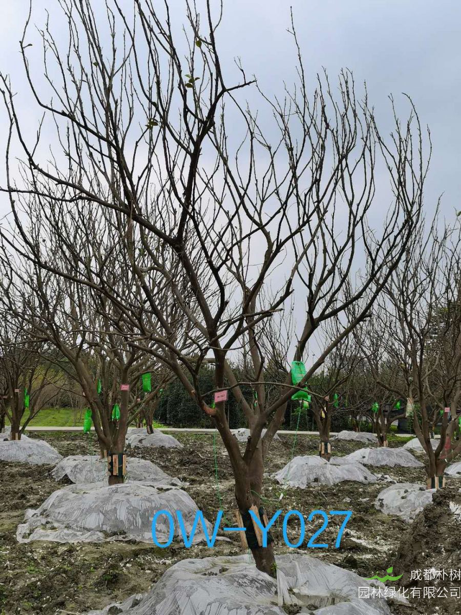 2020年14公分柚子树价格形势如何？