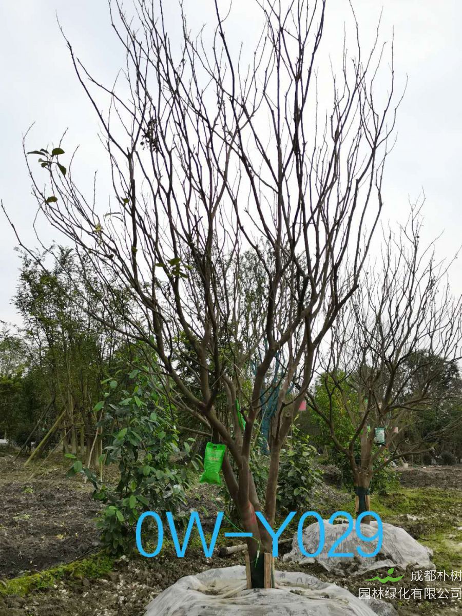 成都市2020年15-16公分柚子树价格详情