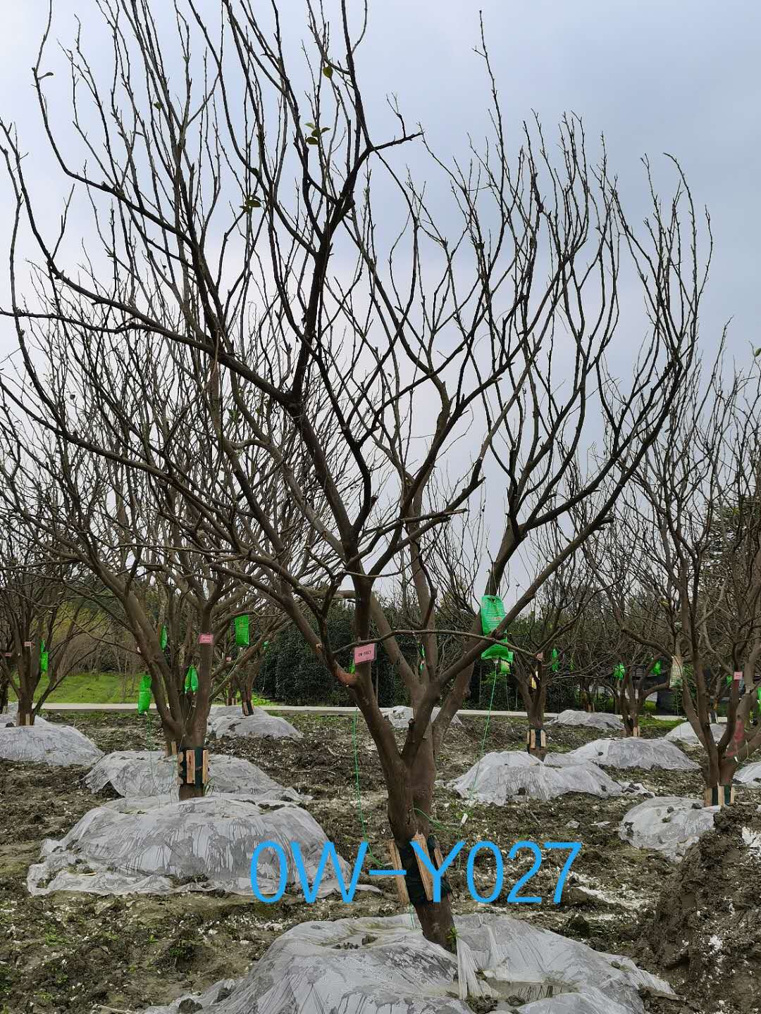 2020年14公分柚子树价格形势如何？