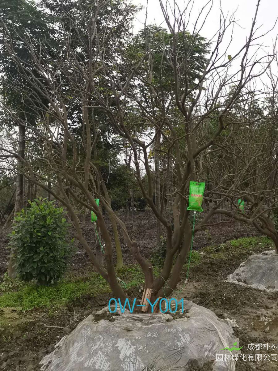 四川省20公分柚子树价格如何？