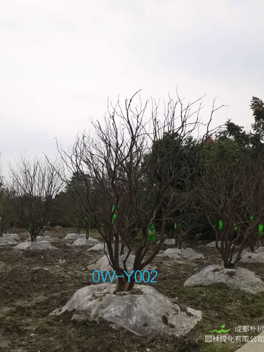 四川省20公分柚子树价格如何？