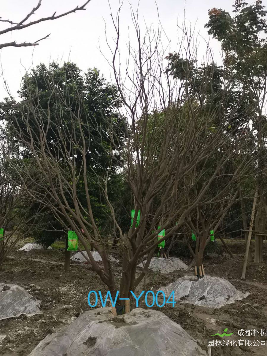 28公分柚子树价格详情-价格趋势