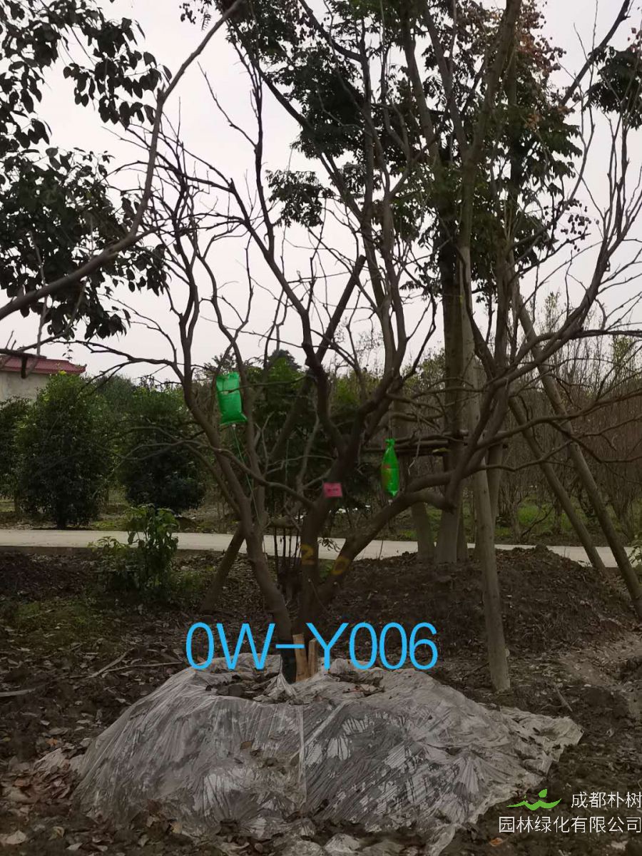 四川省20公分柚子树价格如何？