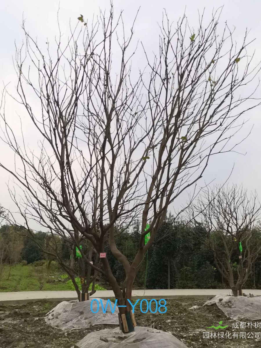 四川省20公分柚子树价格如何？