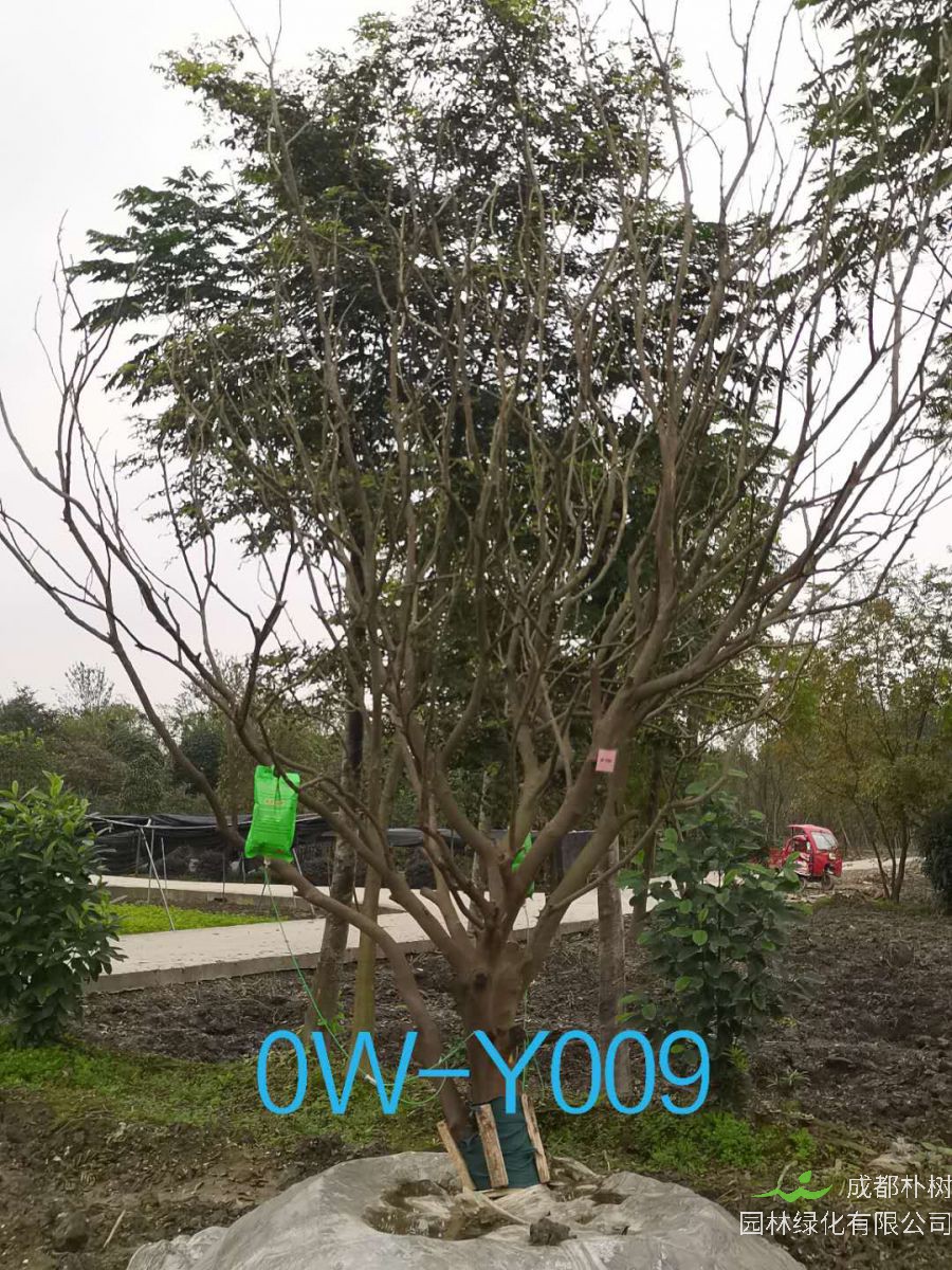 四川-成都市18公分柚子树价格详情-价格趋势