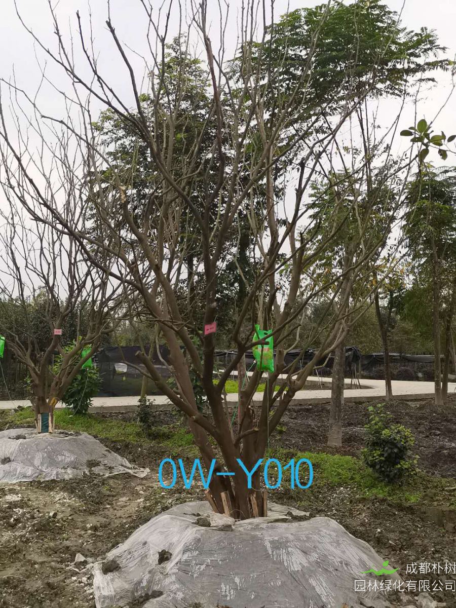 25公分柚子树在四川省-成都市-市场价格如何？