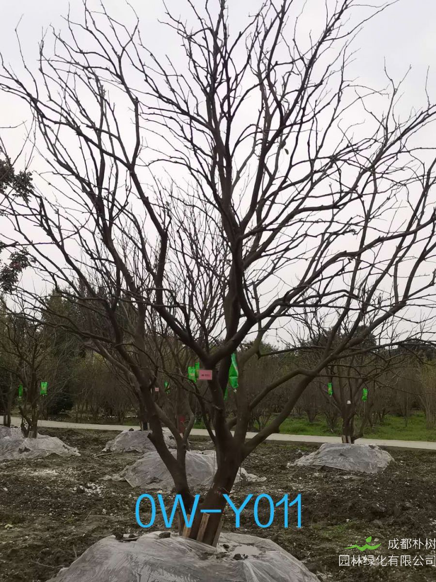 23公分柚子树在成都市市场价格怎么样？