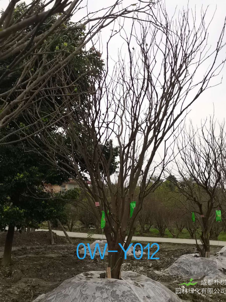 23公分柚子树在成都市市场价格怎么样？