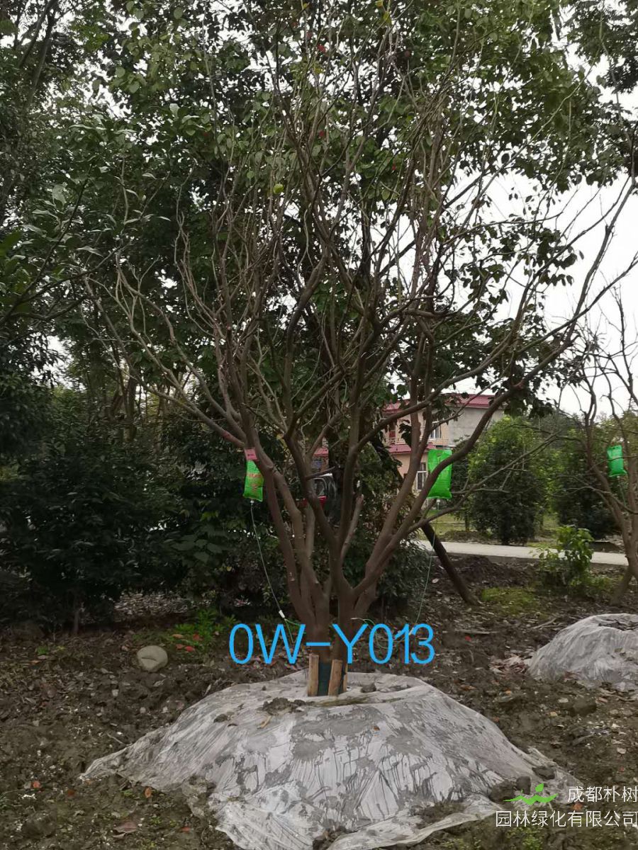 四川-成都市18公分柚子树价格详情-价格趋势