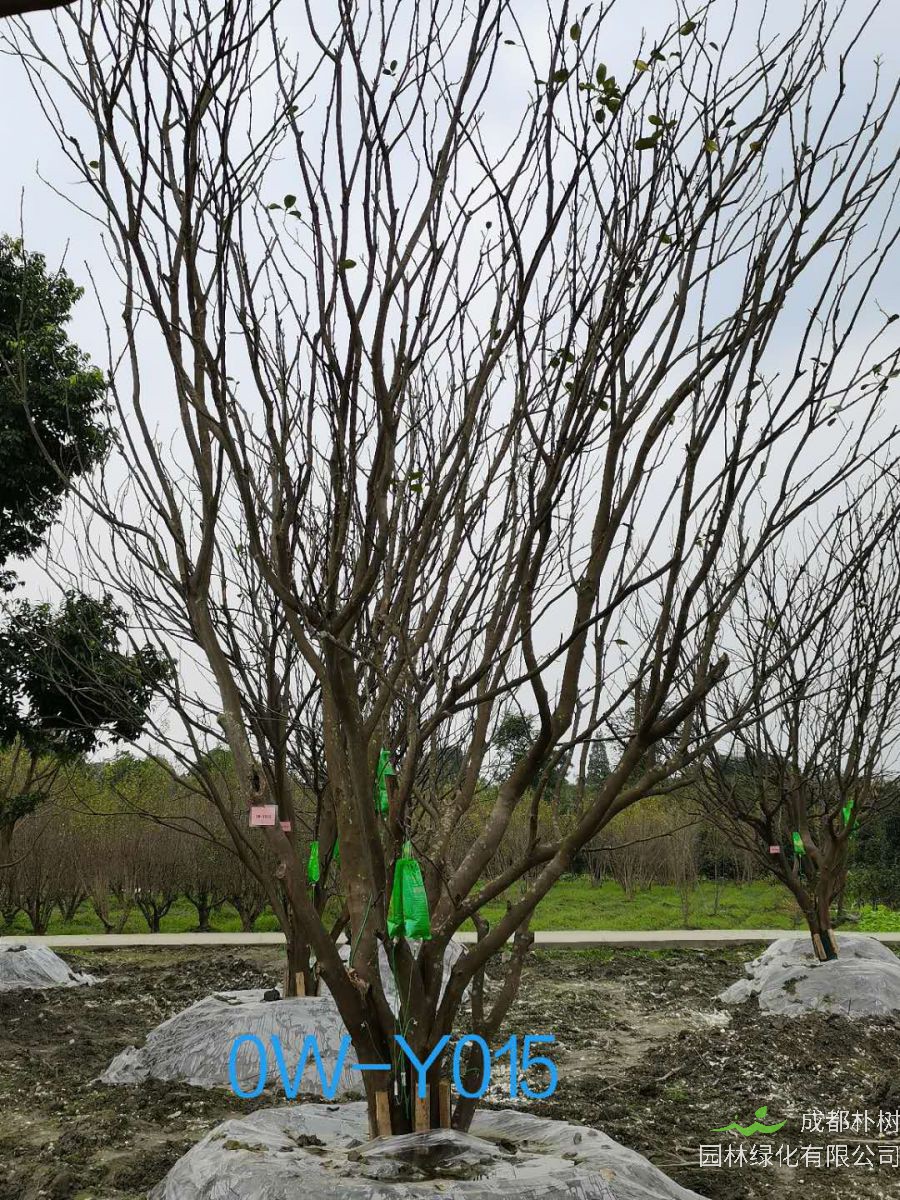 28公分柚子树价格详情-价格趋势