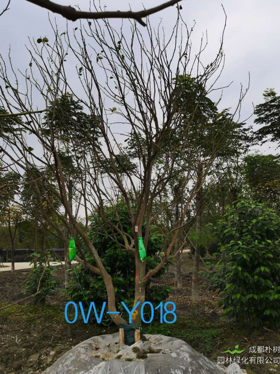 四川省20公分柚子树价格如何？