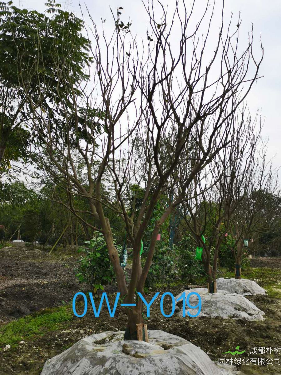 四川省20公分柚子树价格如何？