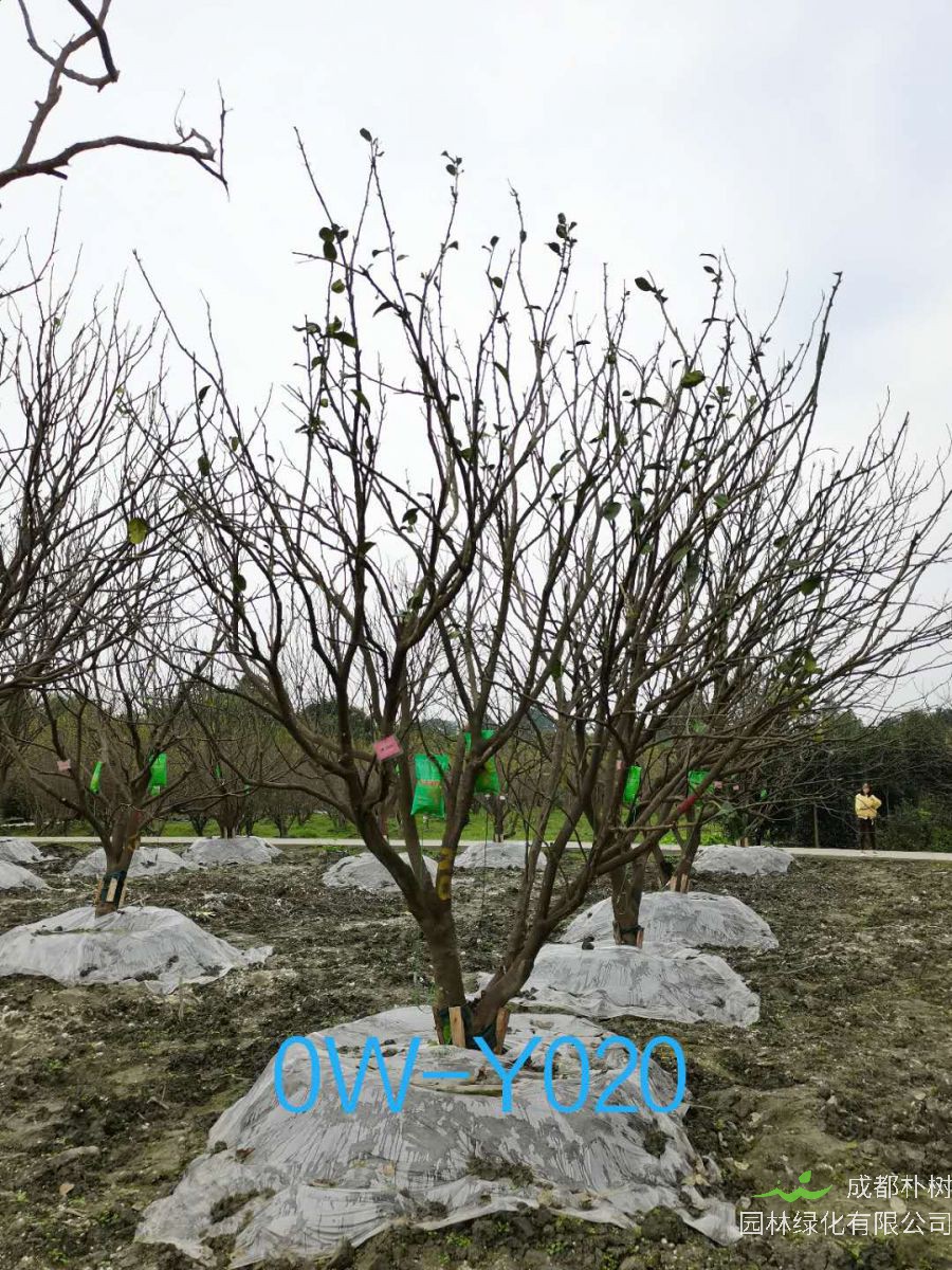 四川省20公分柚子树价格如何？