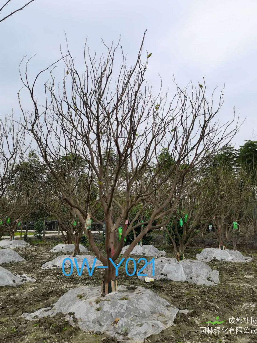 28公分柚子树价格详情-价格趋势