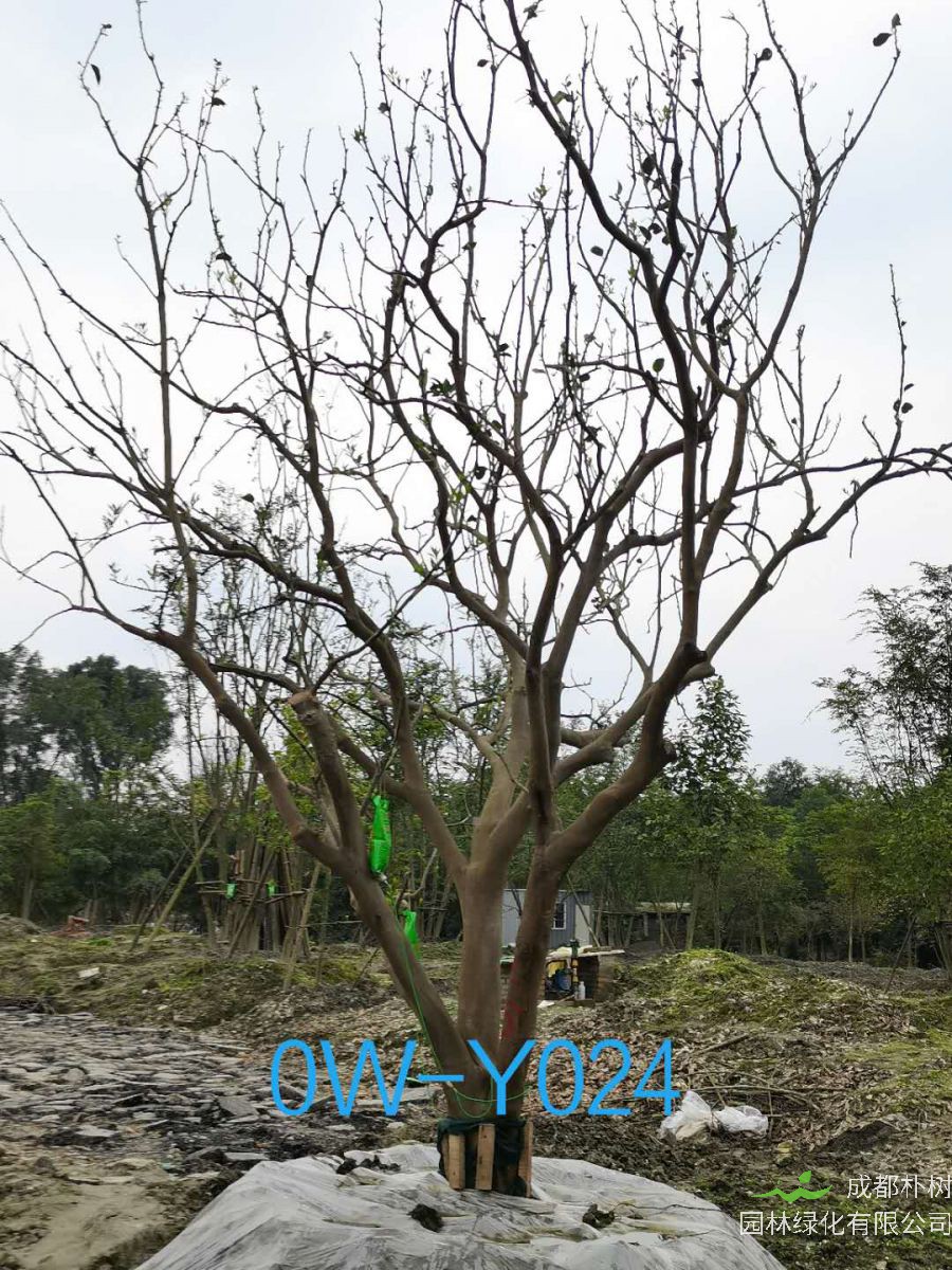 25公分柚子树在四川省-成都市-市场价格如何？