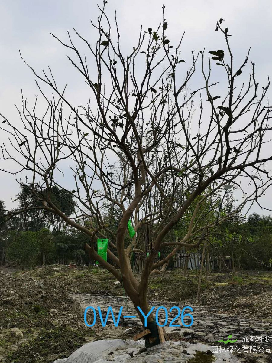 23公分柚子树在成都市市场价格怎么样？