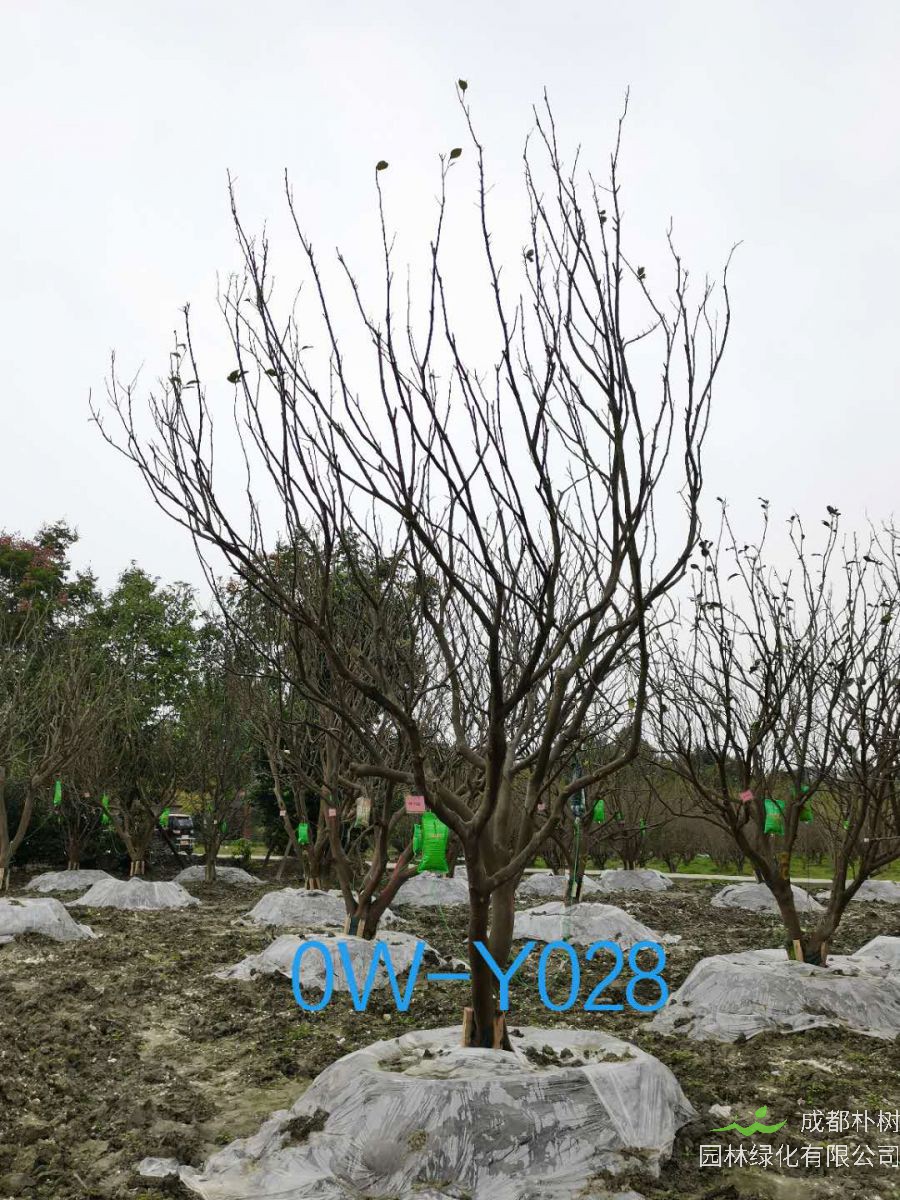 四川-成都市18公分柚子树价格详情-价格趋势