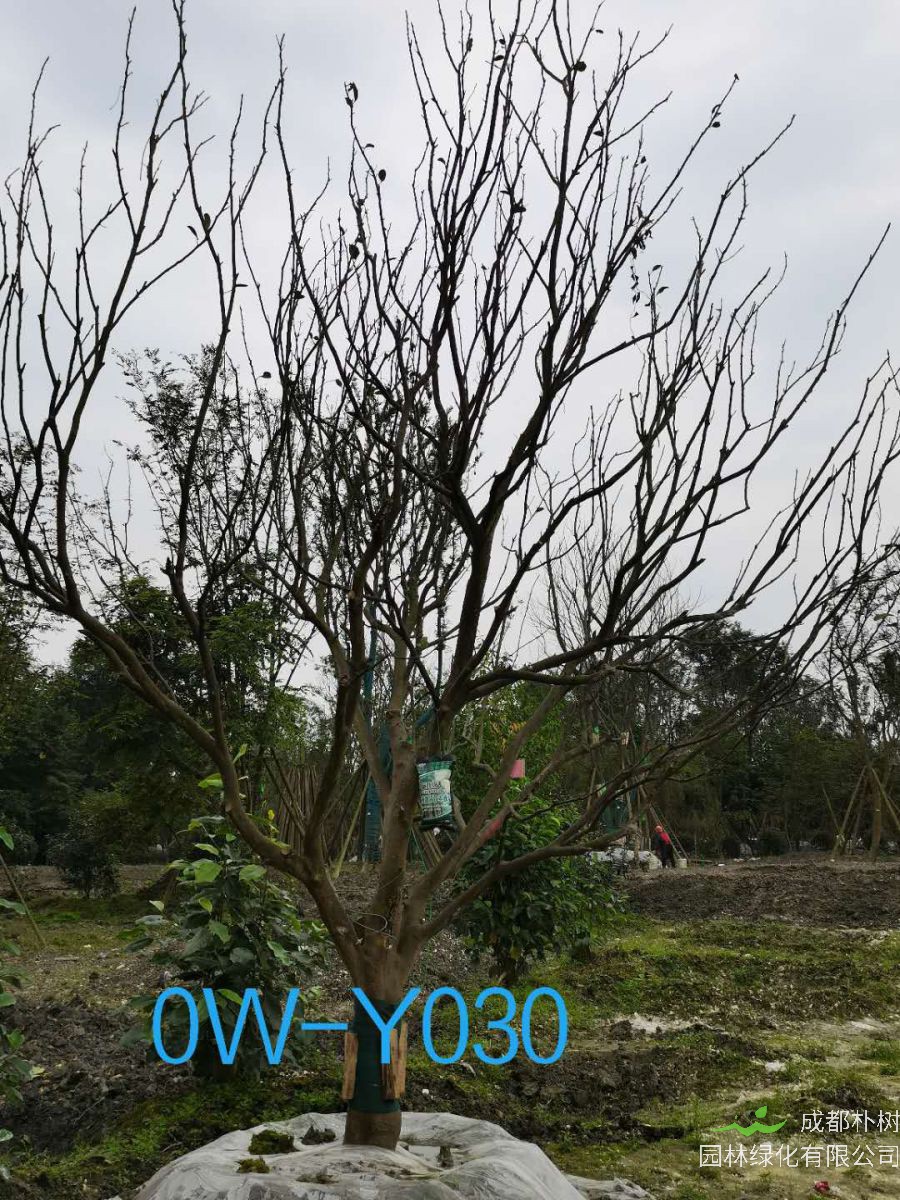 2020年19公分柚子树价格怎么样？