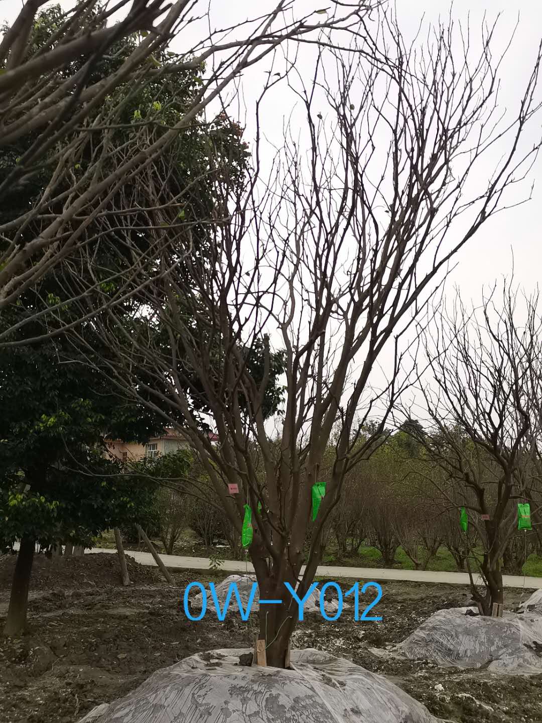 23公分柚子树在成都市市场价格怎么样？