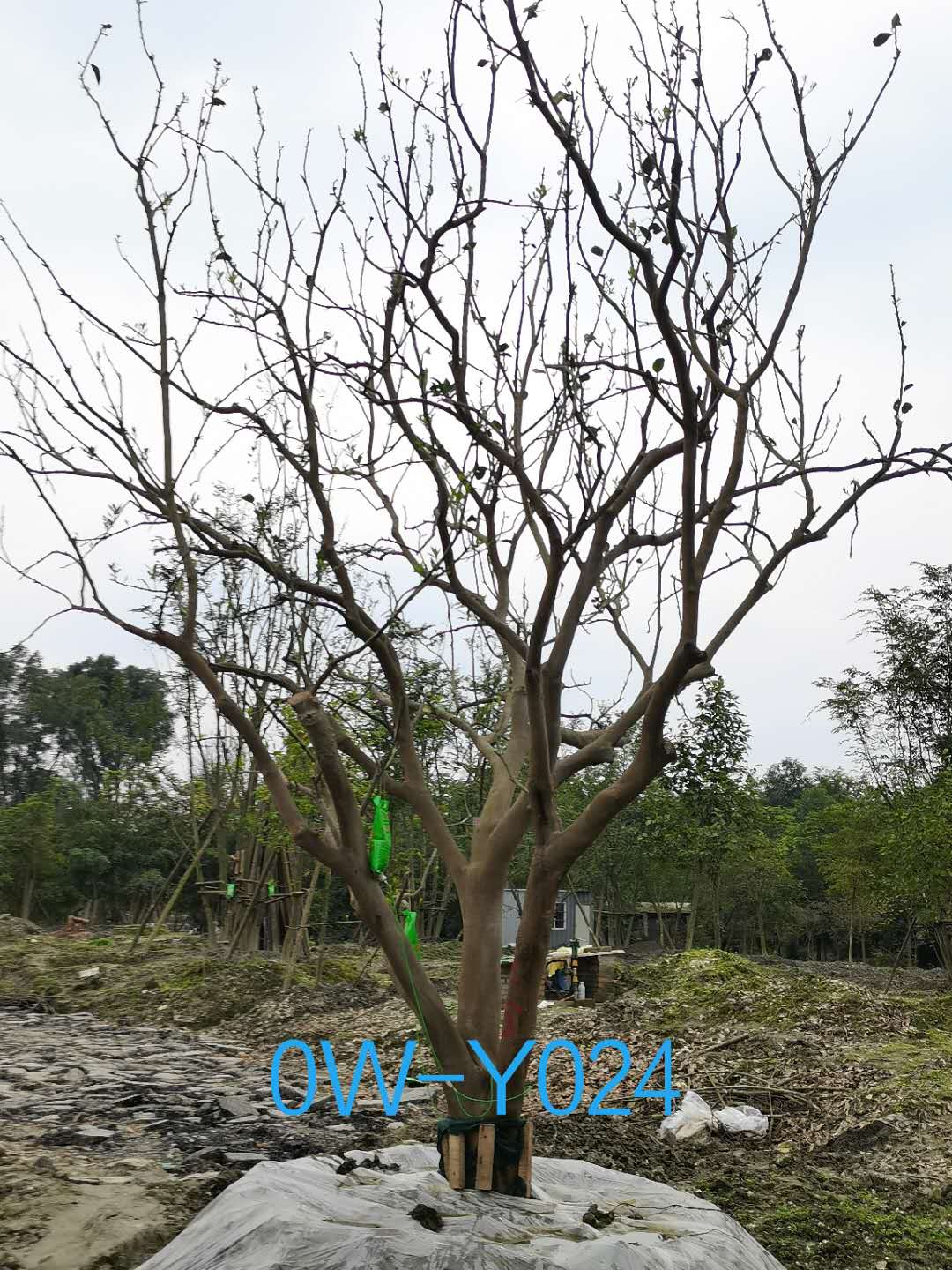 25公分柚子树在四川省-成都市-市场价格如何？