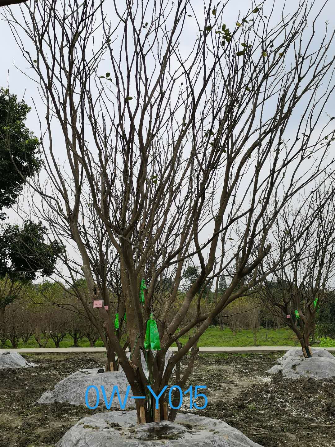 28公分柚子树价格详情-价格趋势