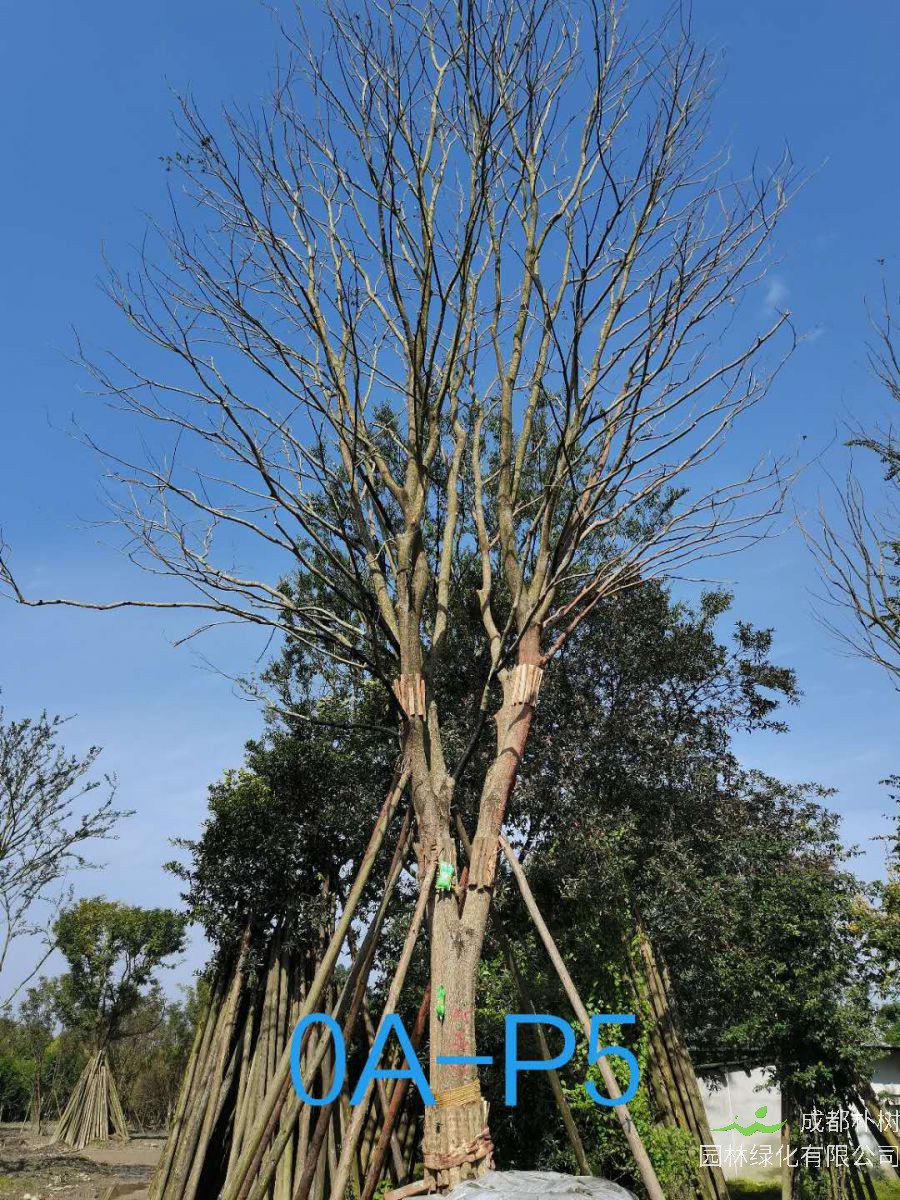 四川省-郫都区苗木基地直销的45公分-55公分朴树价格如何？
