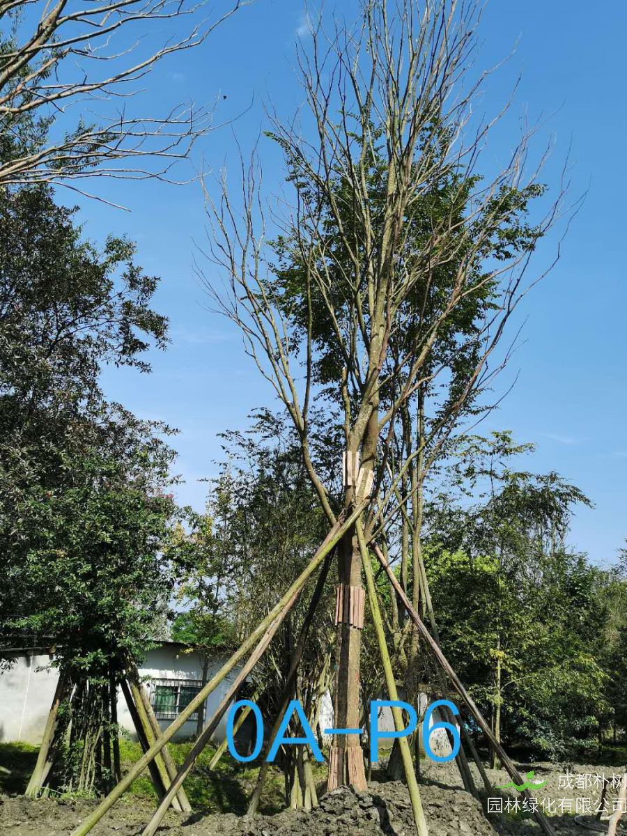 31-40公分朴树价格趋势-价格详情