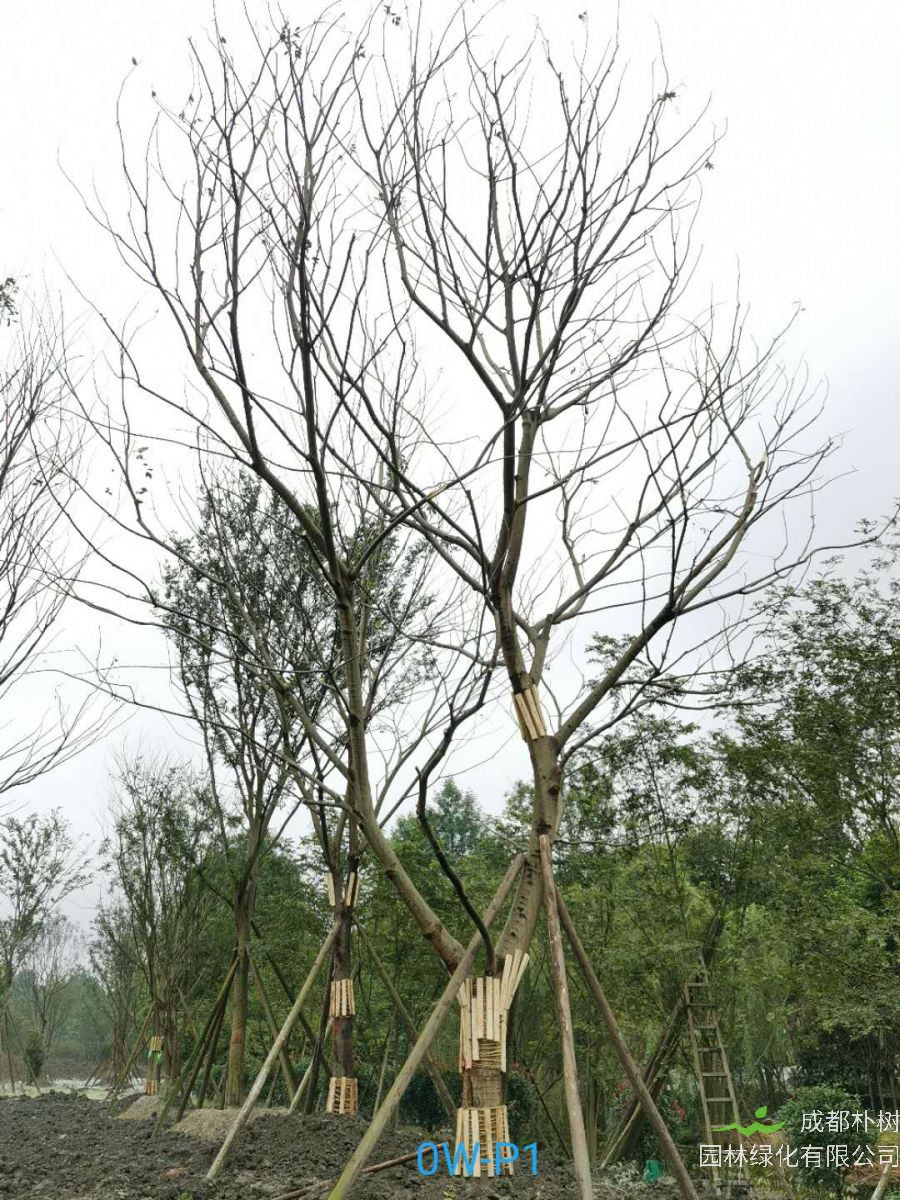 31-40公分朴树价格趋势-价格详情