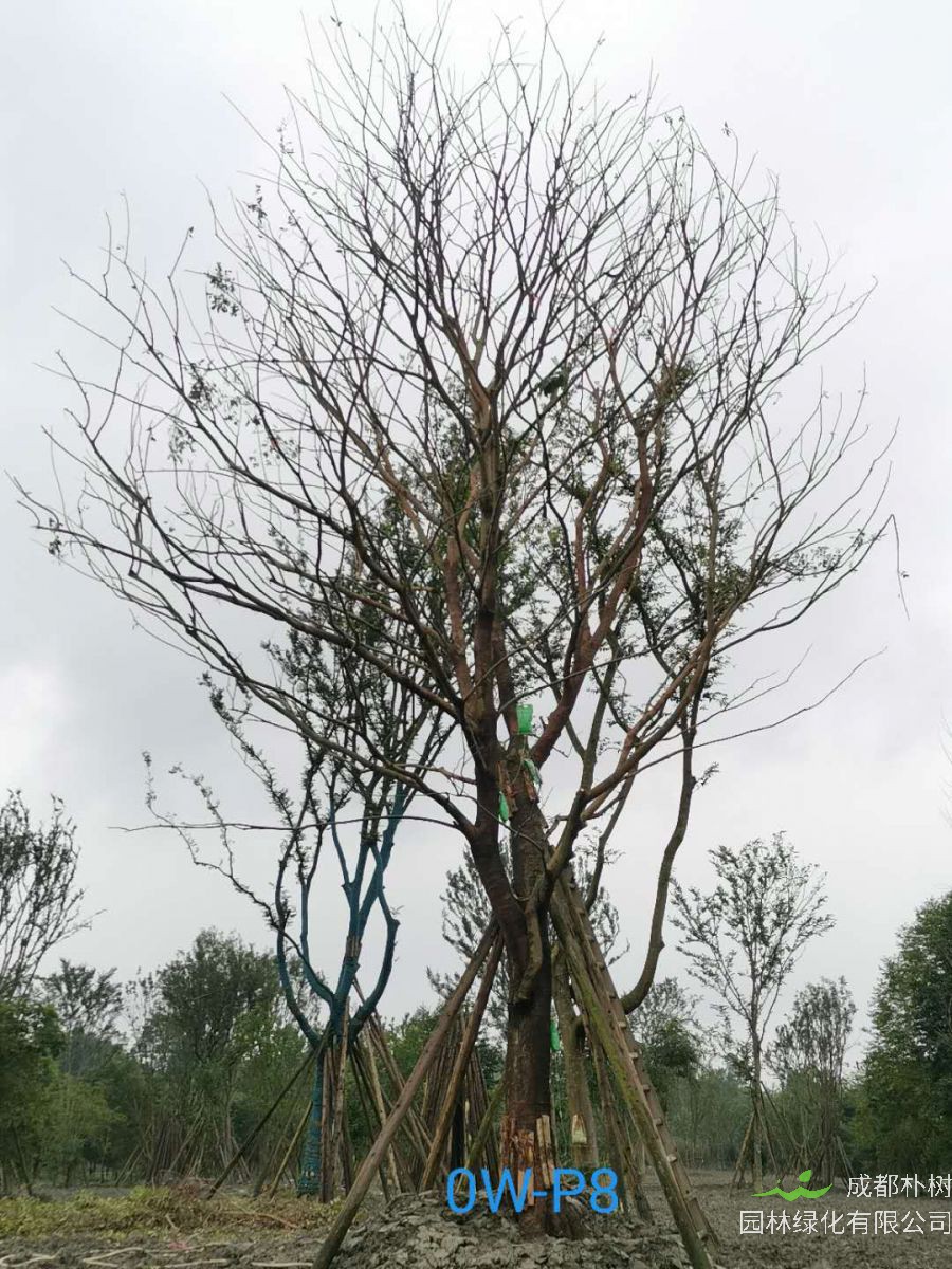 31-40公分朴树价格趋势-价格详情